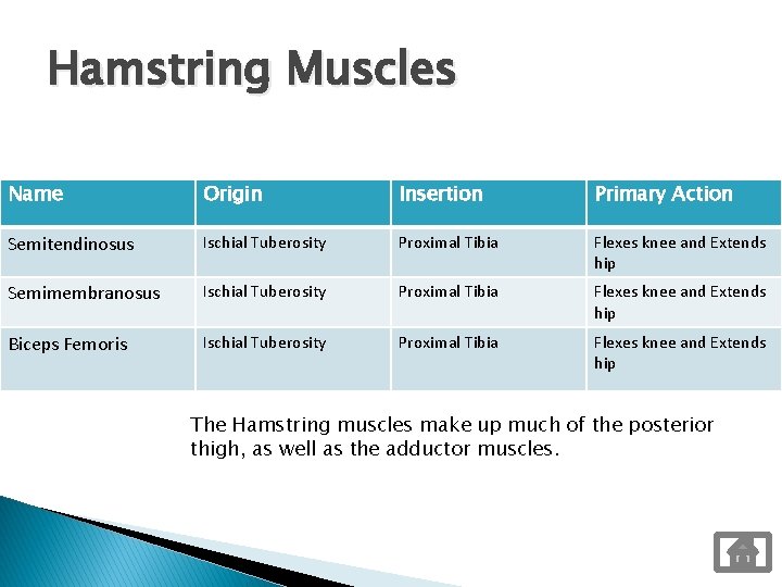 Hamstring Muscles Name Origin Insertion Primary Action Semitendinosus Ischial Tuberosity Proximal Tibia Flexes knee