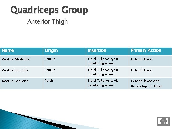 Quadriceps Group Anterior Thigh Name Origin Insertion Primary Action Vastus Medialis Femur Tibial Tuberosity