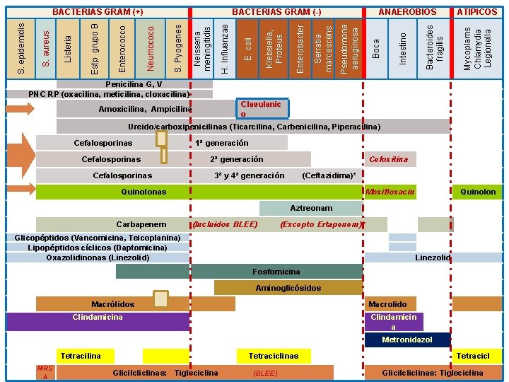 ATIPICOS Mycoplams Chlamydia Legionella Bacteroides fragilis Intestino Boca ANAEROBIOS Pseudomona aeruginosa Serratia marcescens Enterobacter