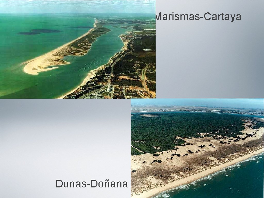 Marismas-Cartaya Dunas-Doñana 