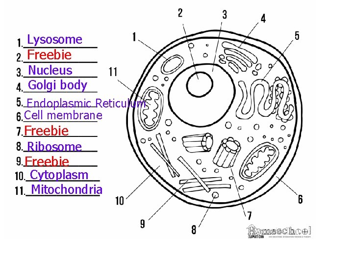 Lysosome Freebie Nucleus Golgi body Endoplasmic Reticulum Cell membrane Freebie Ribosome Freebie Cytoplasm Mitochondria