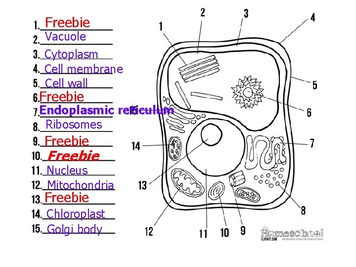 Freebie Vacuole Cytoplasm Cell membrane Cell wall Freebie Endoplasmic reticulum Ribosomes Freebie Nucleus Mitochondria