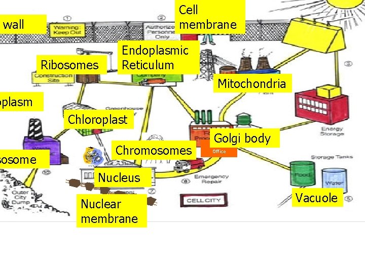 Cell membrane wall Ribosomes Endoplasmic Reticulum Mitochondria oplasm sosome Chloroplast Chromosomes Golgi body Post