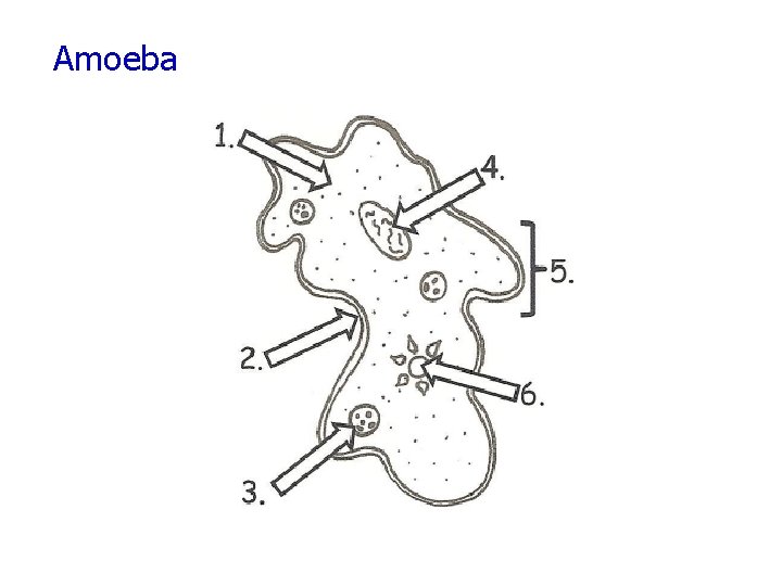 Amoeba 