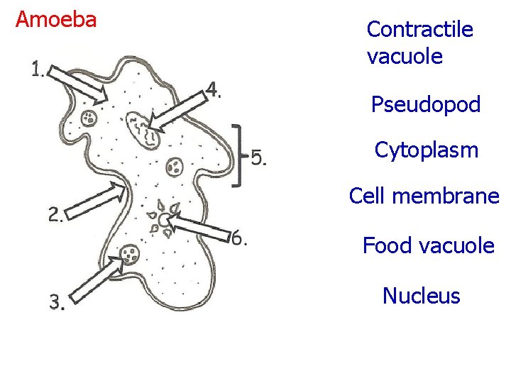 Amoeba Contractile vacuole Pseudopod Cytoplasm Cell membrane Food vacuole Nucleus 