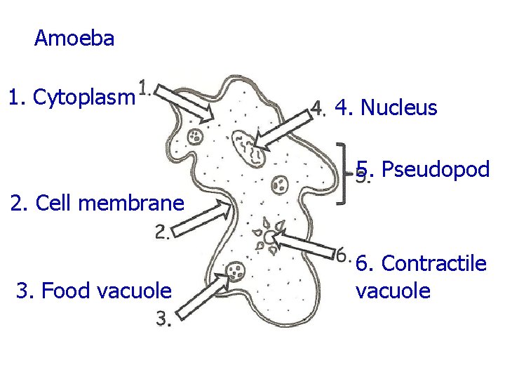 Amoeba 1. Cytoplasm 4. Nucleus 5. Pseudopod 2. Cell membrane 3. Food vacuole 6.