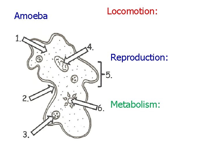 Amoeba Locomotion: Reproduction: Metabolism: 