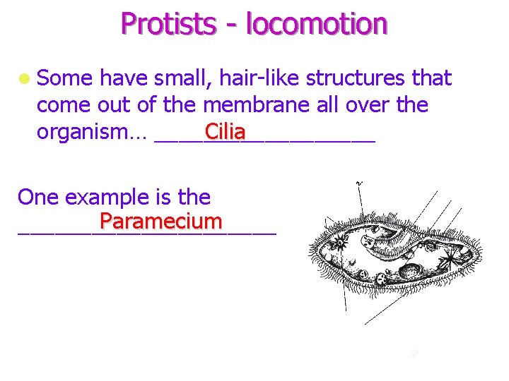 Protists - locomotion l Some have small, hair-like structures that come out of the