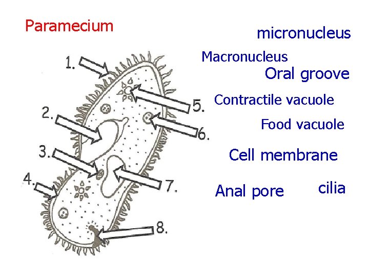 Paramecium micronucleus Macronucleus Oral groove Contractile vacuole Food vacuole Cell membrane Anal pore cilia