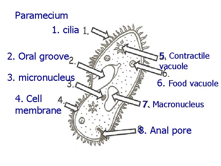 Paramecium 1. cilia 2. Oral groove 3. micronucleus 4. Cell membrane 5. Contractile vacuole