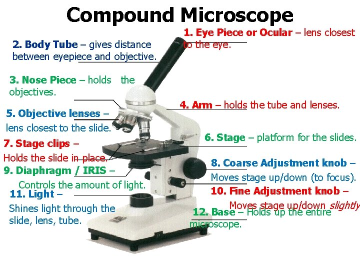 Compound Microscope 2. Body Tube – gives distance between eyepiece and objective. 1. Eye