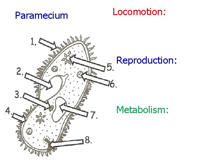 Paramecium Locomotion: Reproduction: Metabolism: 