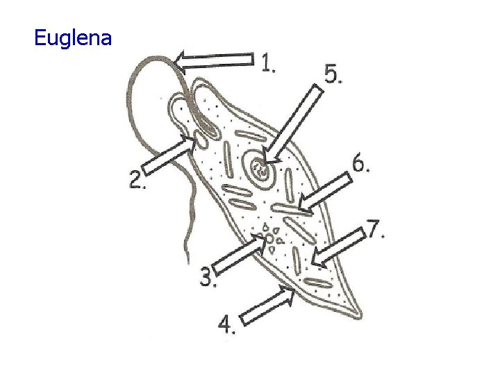 Euglena 