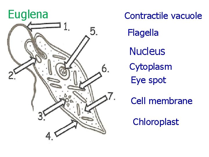Euglena Contractile vacuole Flagella Nucleus Cytoplasm Eye spot Cell membrane Chloroplast 