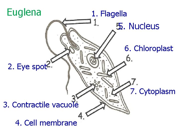 Euglena 1. Flagella 5. Nucleus 6. Chloroplast 2. Eye spot 7. Cytoplasm 3. Contractile