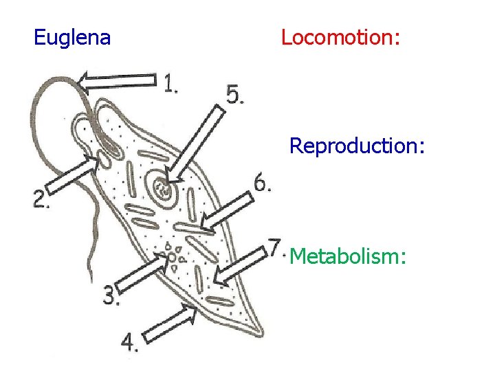 Euglena Locomotion: Reproduction: Metabolism: 