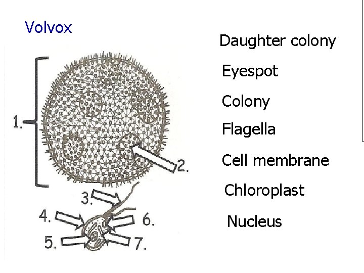 Volvox Daughter colony Eyespot Colony Flagella Cell membrane Chloroplast Nucleus 