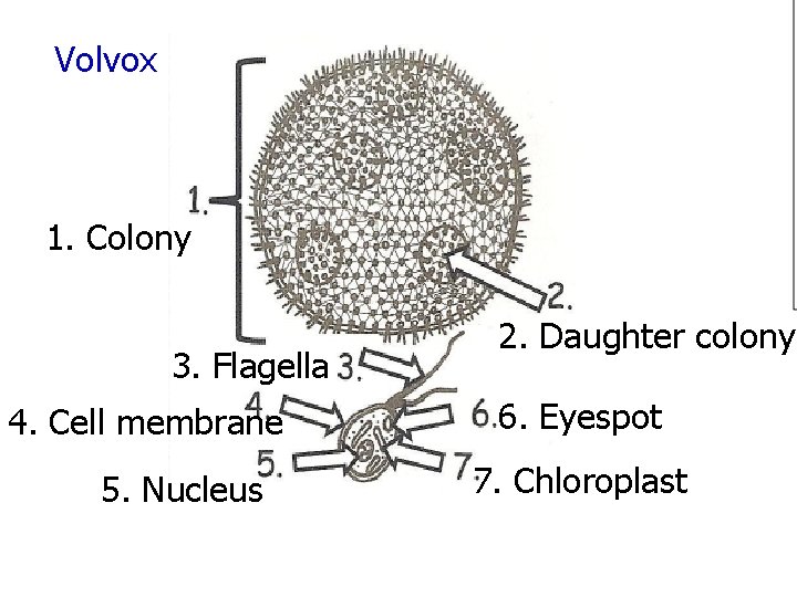 Volvox 1. Colony 3. Flagella 4. Cell membrane 5. Nucleus 2. Daughter colony 6.