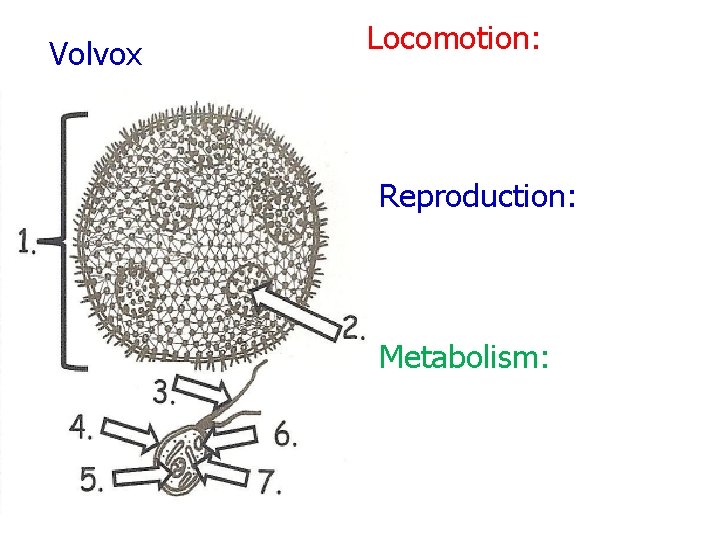 Volvox Locomotion: Reproduction: Metabolism: 