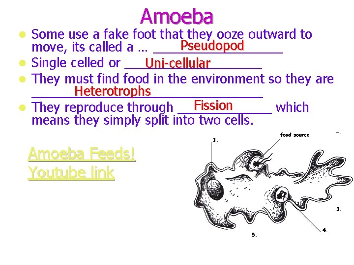 Amoeba Some use a fake foot that they ooze outward to Pseudopod move, its