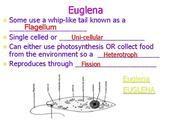 Euglena Some use a whip-like tail known as a Flagellum __________ Uni-cellular l Single