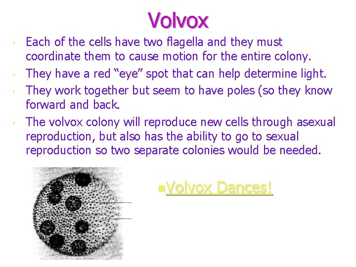 Volvox • • Each of the cells have two flagella and they must coordinate