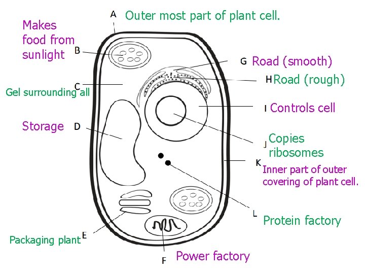 Makes food from sunlight Outer most part of plant cell. Road (smooth) Road (rough)