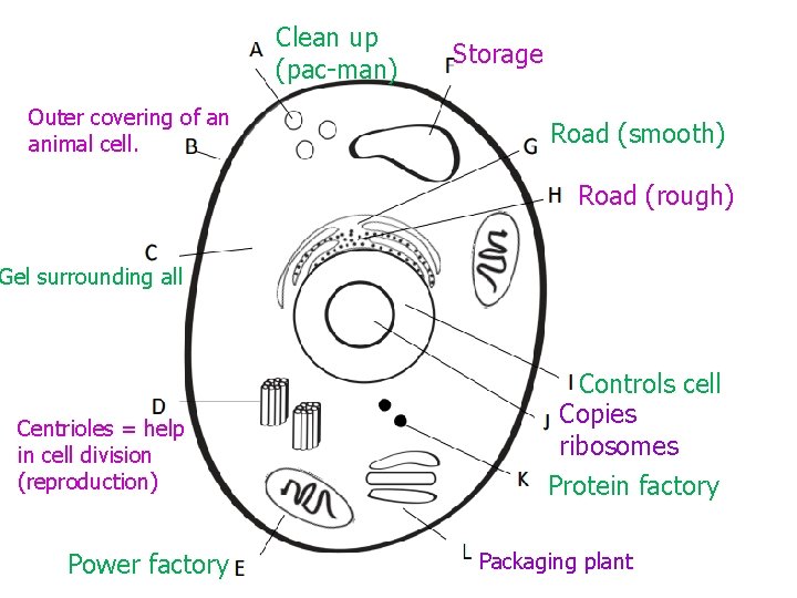 Clean up (pac-man) Outer covering of an animal cell. Storage Road (smooth) Road (rough)