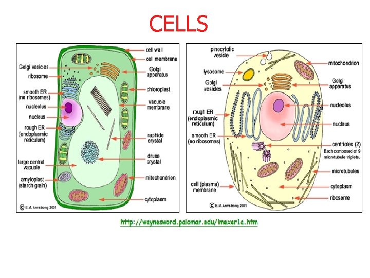 CELLS 