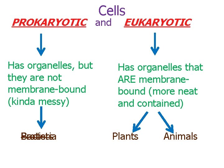 Cells PROKARYOTIC and Has organelles, but they are not membrane-bound (kinda messy) Bacteria Protists