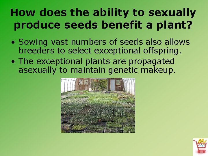 How does the ability to sexually produce seeds benefit a plant? • Sowing vast