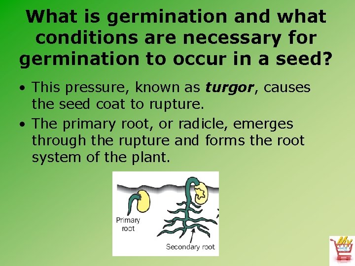 What is germination and what conditions are necessary for germination to occur in a