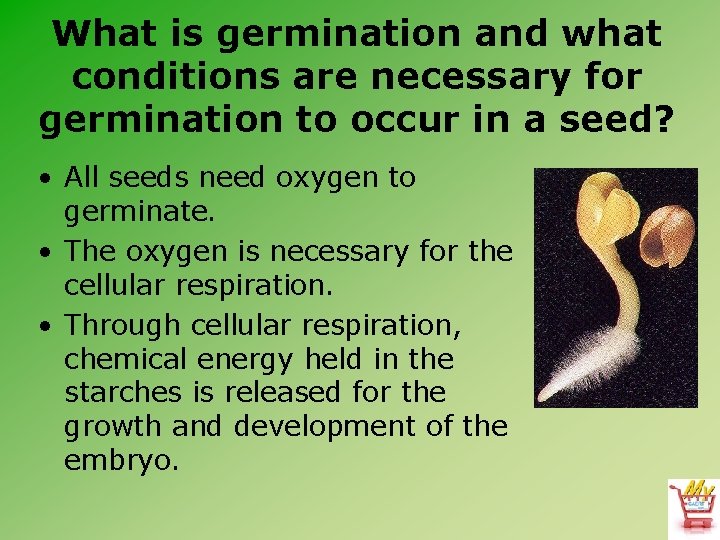 What is germination and what conditions are necessary for germination to occur in a