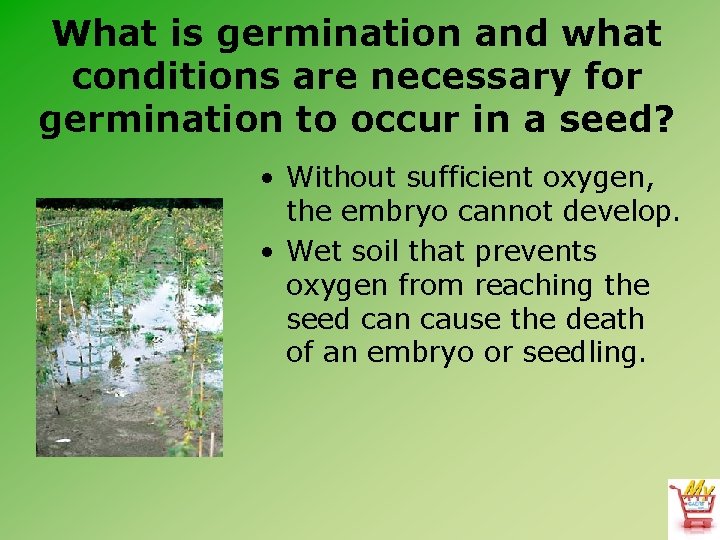 What is germination and what conditions are necessary for germination to occur in a What is germination and what conditions are necessary for germination to occur in a