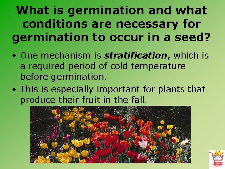 What is germination and what conditions are necessary for germination to occur in a