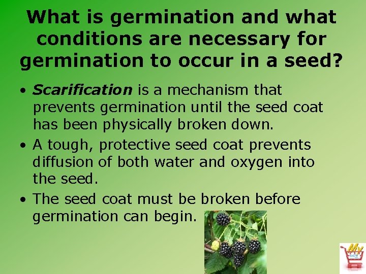 What is germination and what conditions are necessary for germination to occur in a What is germination and what conditions are necessary for germination to occur in a