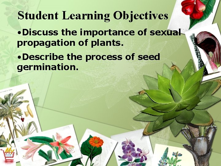 Student Learning Objectives • Discuss the importance of sexual propagation of plants. • Describe