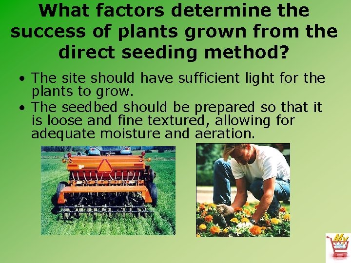 What factors determine the success of plants grown from the direct seeding method? •