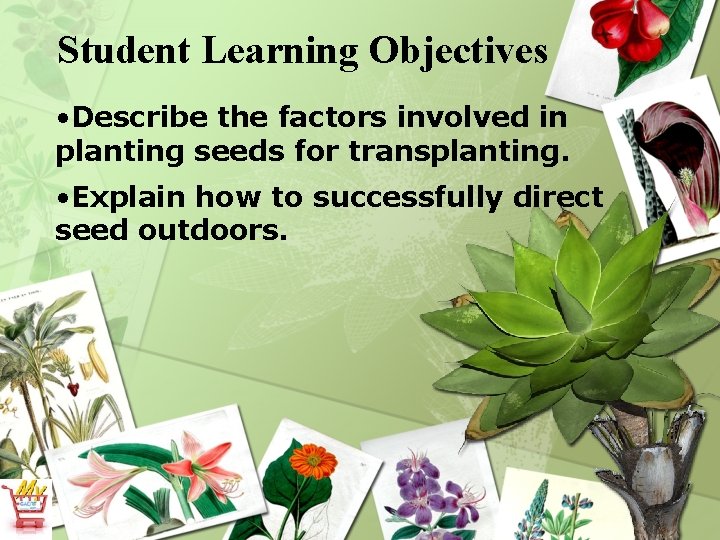 Student Learning Objectives • Describe the factors involved in planting seeds for transplanting. •