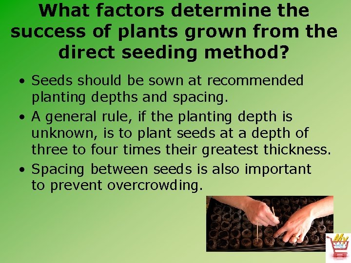 What factors determine the success of plants grown from the direct seeding method? •