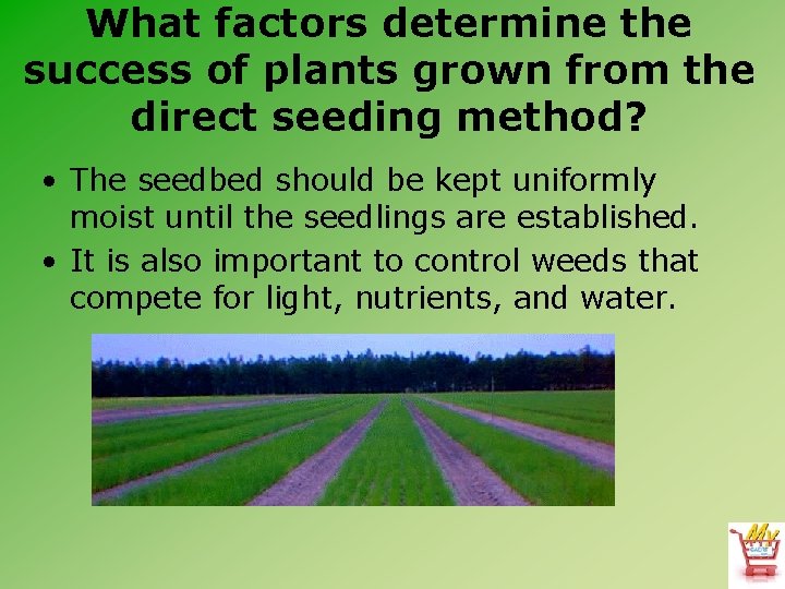 What factors determine the success of plants grown from the direct seeding method? •