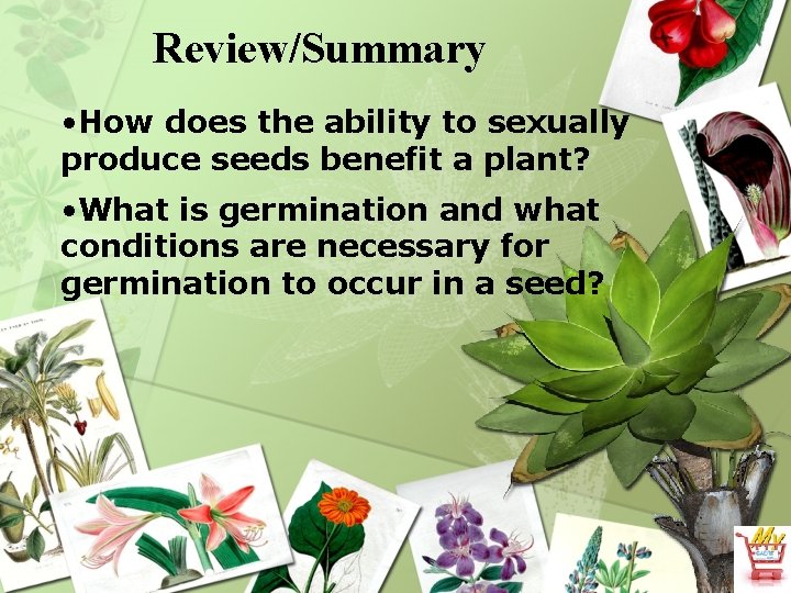 Review/Summary • How does the ability to sexually produce seeds benefit a plant? •