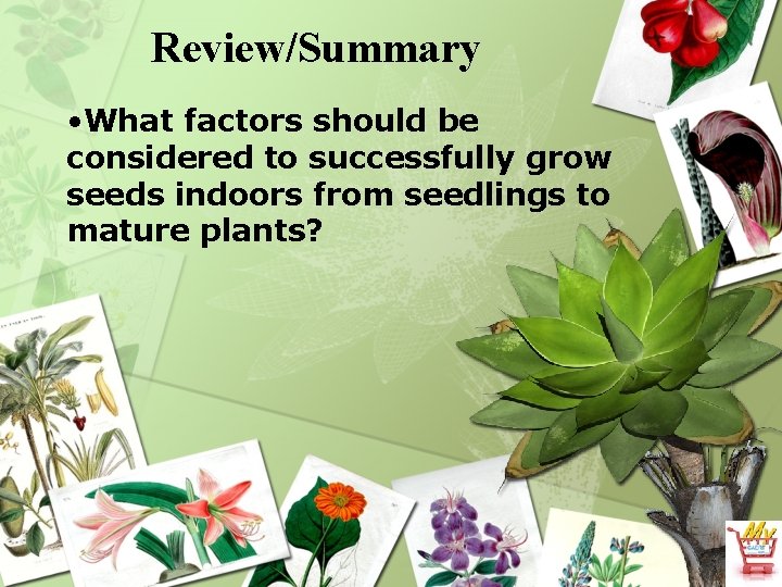 Review/Summary • What factors should be considered to successfully grow seeds indoors from seedlings