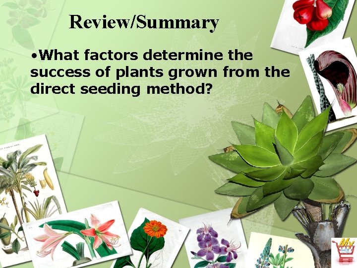 Review/Summary • What factors determine the success of plants grown from the direct seeding