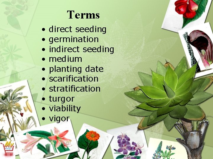 Terms • • • direct seeding germination indirect seeding medium planting date scarification stratification