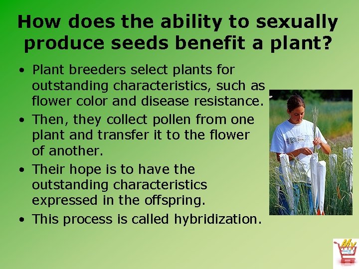 How does the ability to sexually produce seeds benefit a plant? • Plant breeders
