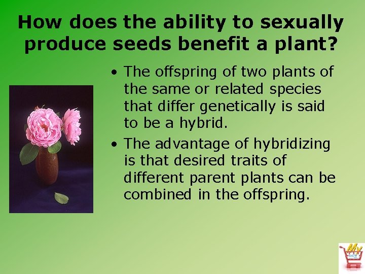 How does the ability to sexually produce seeds benefit a plant? • The offspring