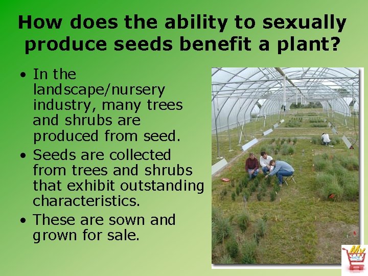 How does the ability to sexually produce seeds benefit a plant? • In the