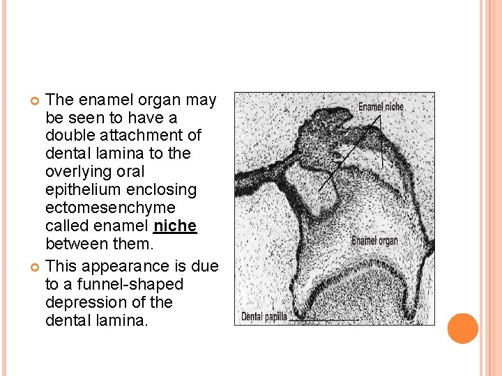 The enamel organ may be seen to have a double attachment of dental lamina