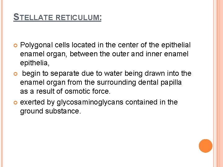 STELLATE RETICULUM: Polygonal cells located in the center of the epithelial enamel organ, between